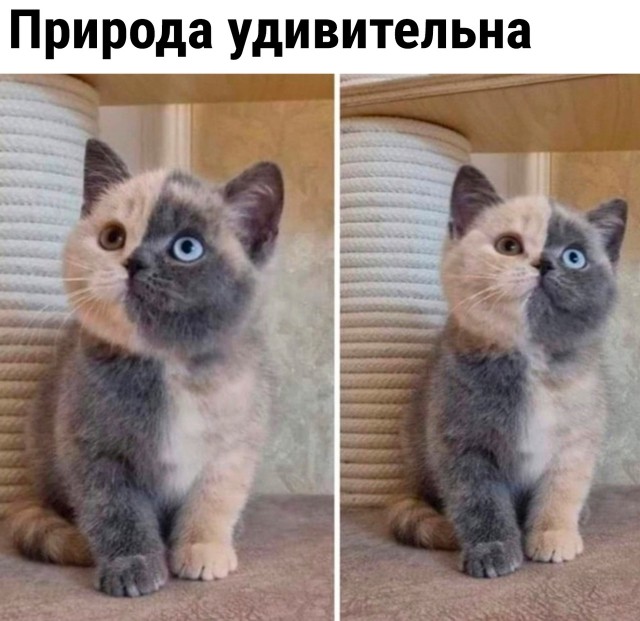 Красота страшная сила