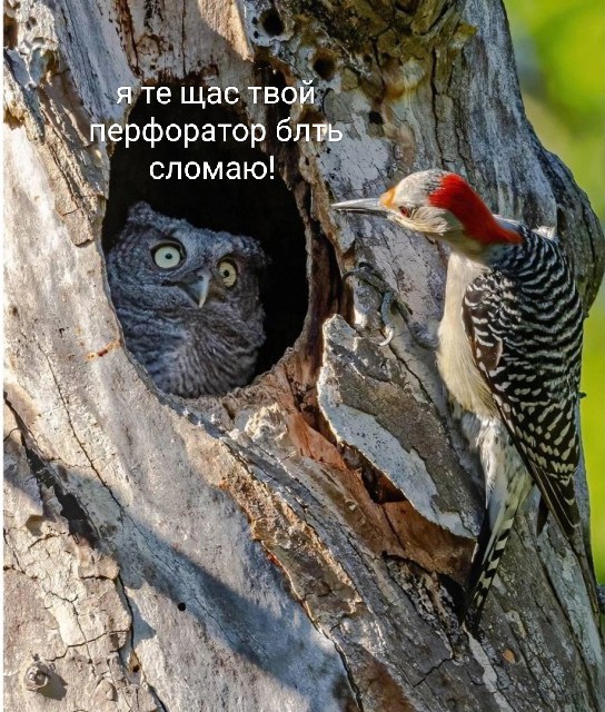 Так себе картинки 31.01.25