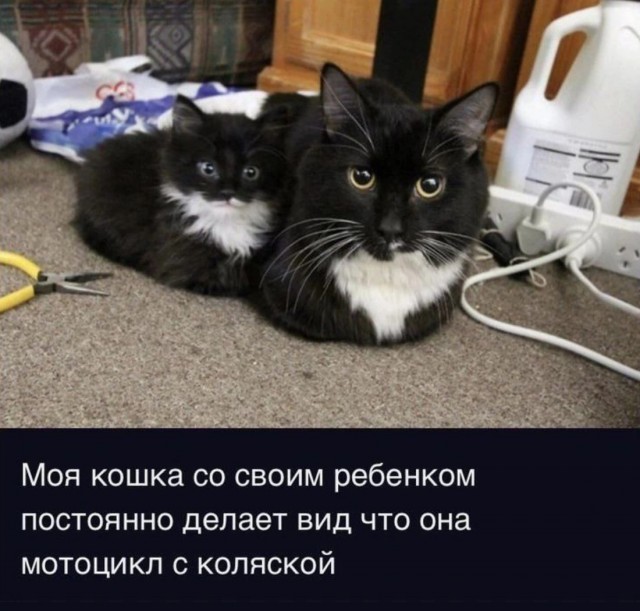 К котовторнику: подборка картинок-баянов с котиками и про котиков. Выпуск 12