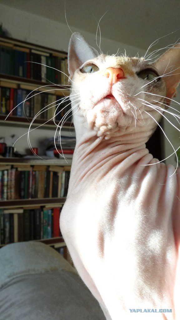 Про спасенных котеек