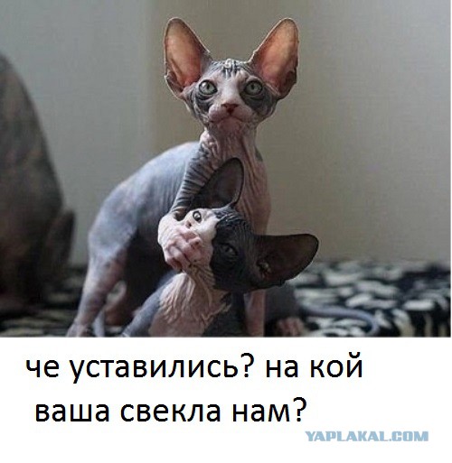 Вот уж не ждали от котов
