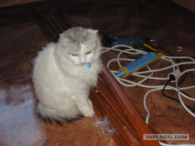 Котовторник  25.03.2014