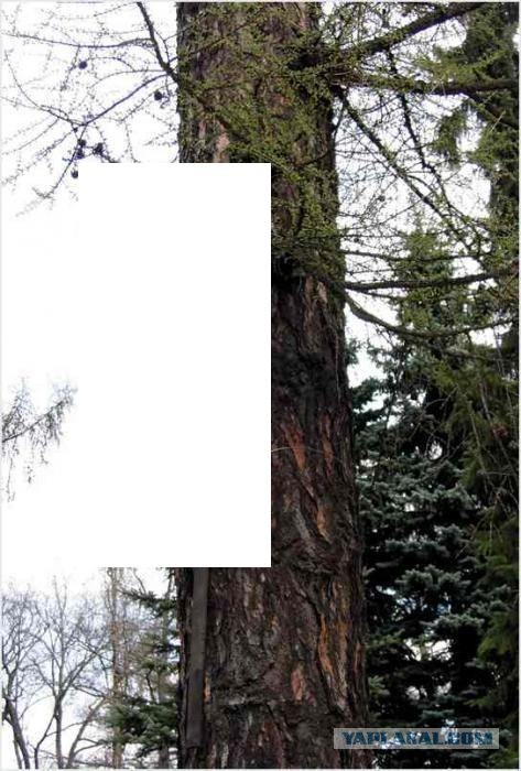 Мега-скворечник