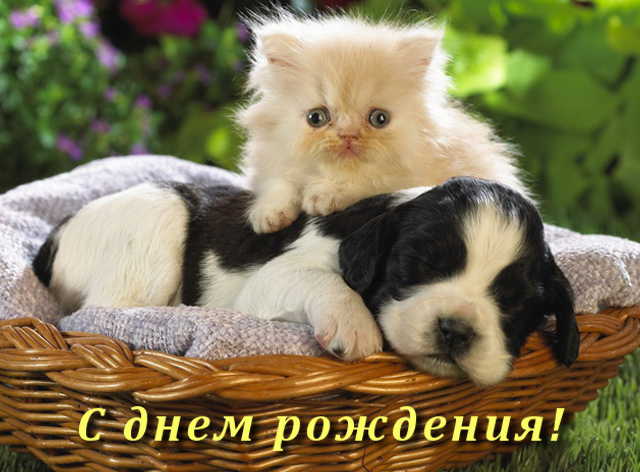 ЯП, С Днём Рождения !
