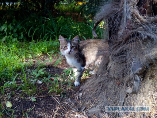 Котовторник  21.07.2015