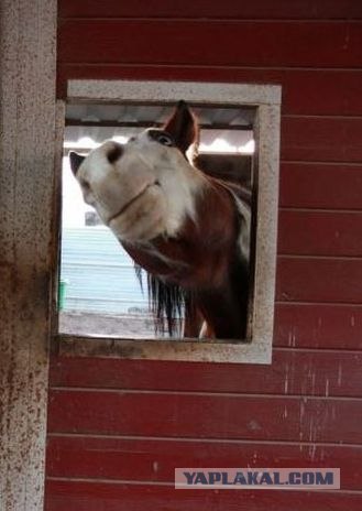 На форуме ветеринары есть?