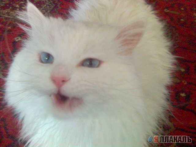 Коты, кошки, котята