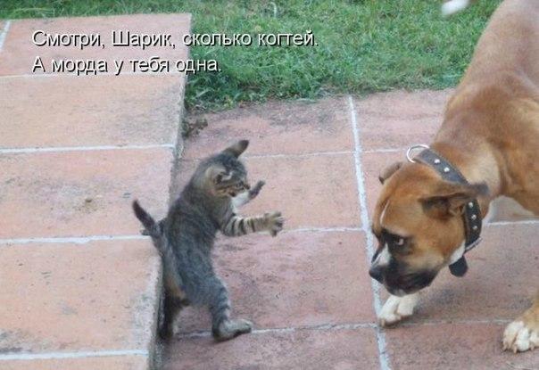 Веселые картинки