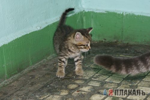 А вот и котовторник!