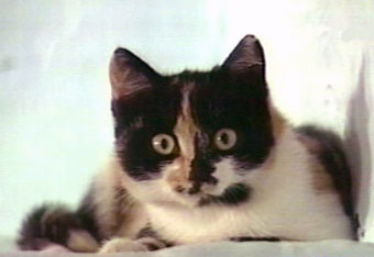 Котомет во вторник (11.12.2007)