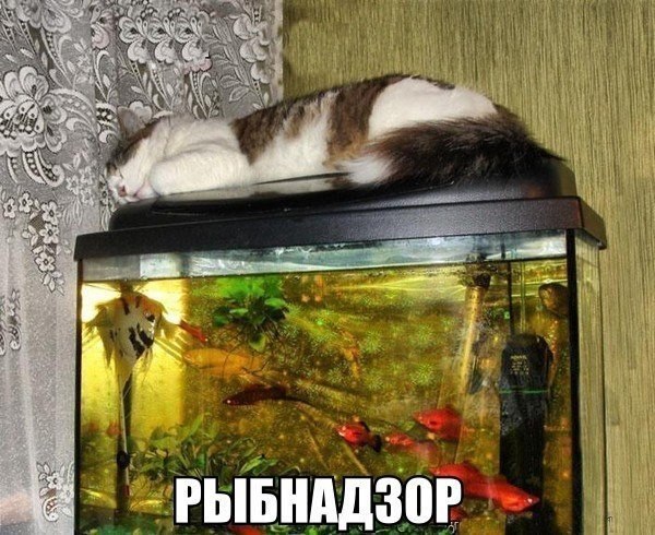 Прикольные животные
