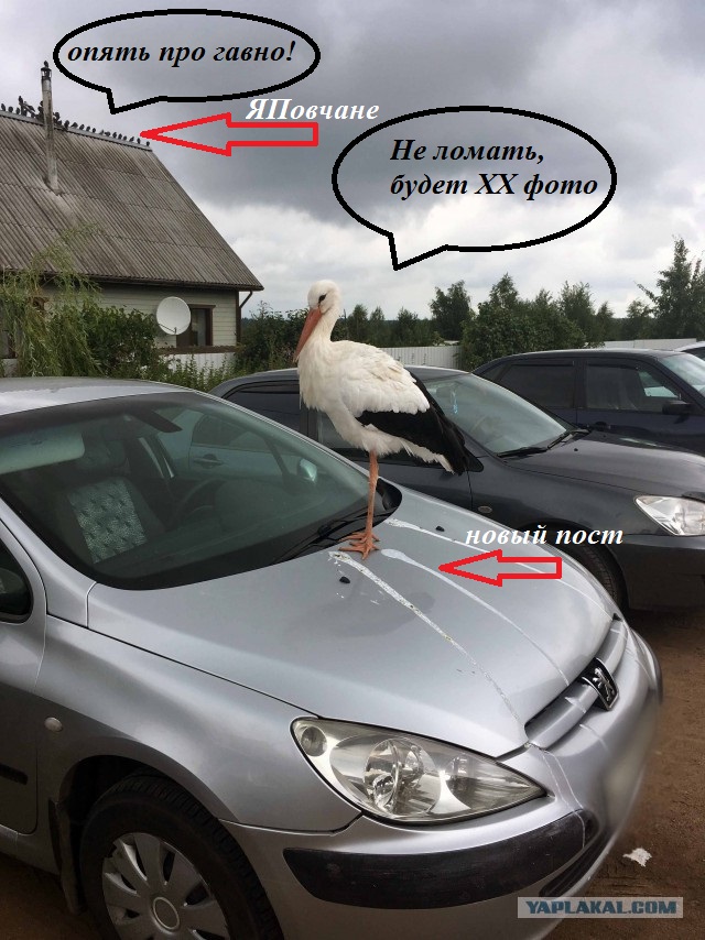 Что вы там говорите аисты приносят?