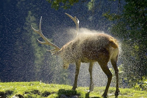 Самые смешные животные