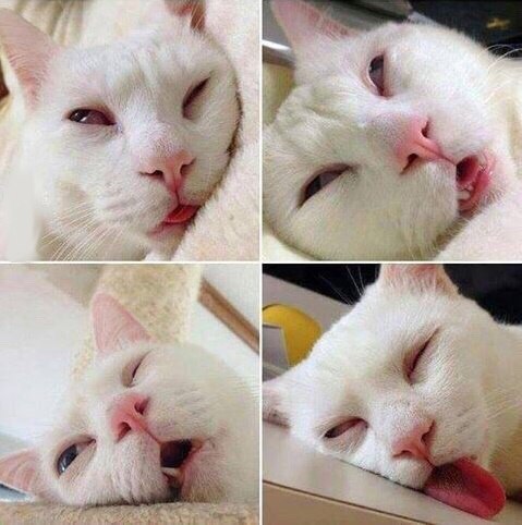 Коты из сети
