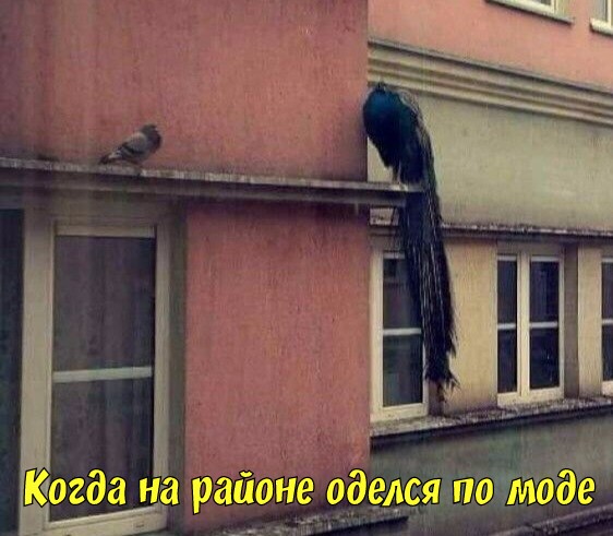 Забавная всячина