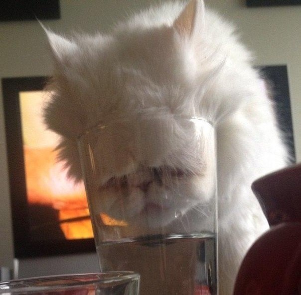 Коты и Кошки