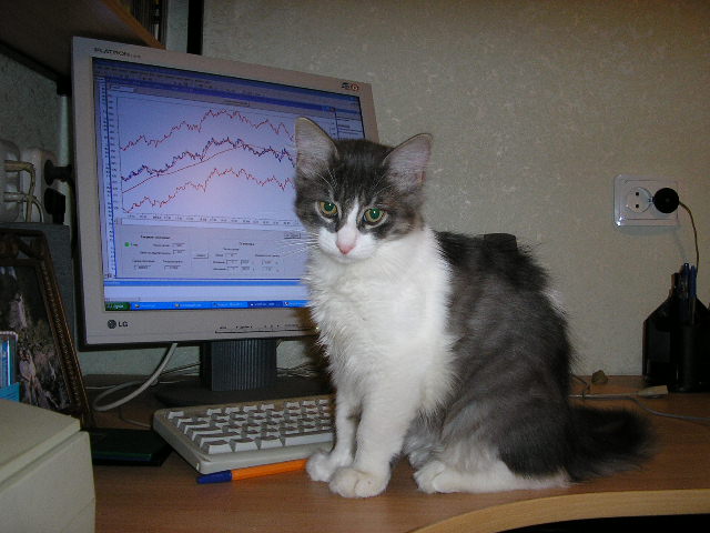 Коты и Кошки