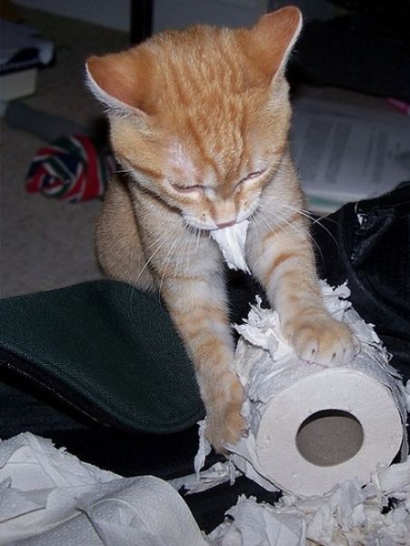 Коты и Кошки