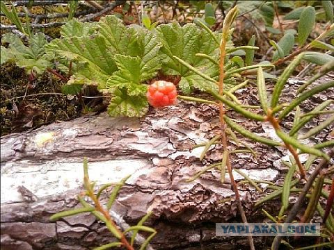 Болота в Ленинградской области
