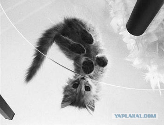 Котовторник на ЯПлакалъ 08.07.2008