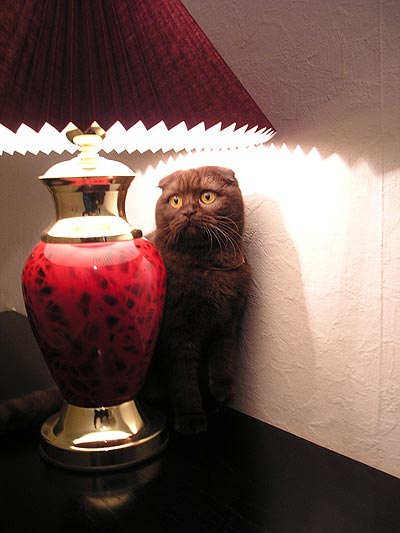 Кошак в шоке