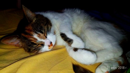 Котовторник  31.07.2018