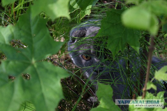 Котовторник на 6 июля