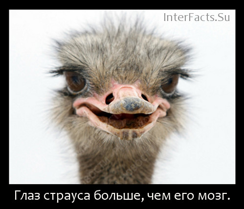 Подборка бесполезных фактов