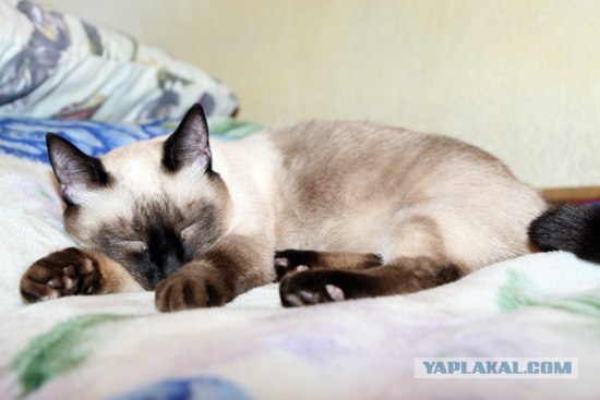 Котейкин вторник! Космический 12.04!