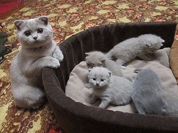 Немного милоты