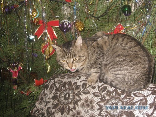 Первый КОТОВТОРНИК 2012