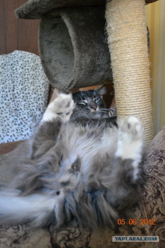 Котовторник  19.06.2012