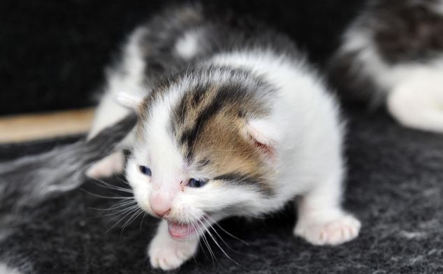 В машине, которую хотели разрезать на металлолом