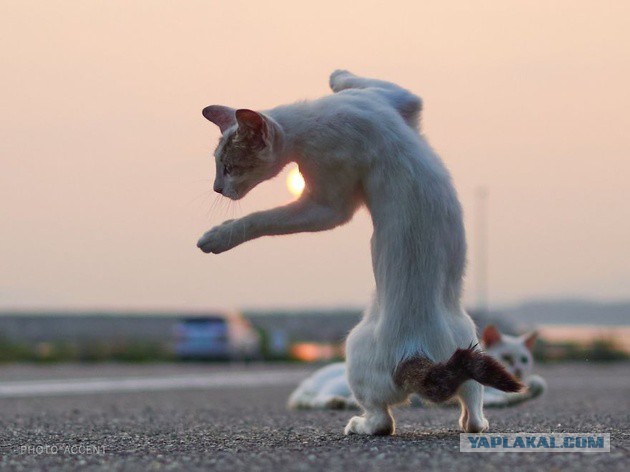 Крадущийся кусь, затаившаяся лапа. Фотограф снимает кошек, которые занимаются карате