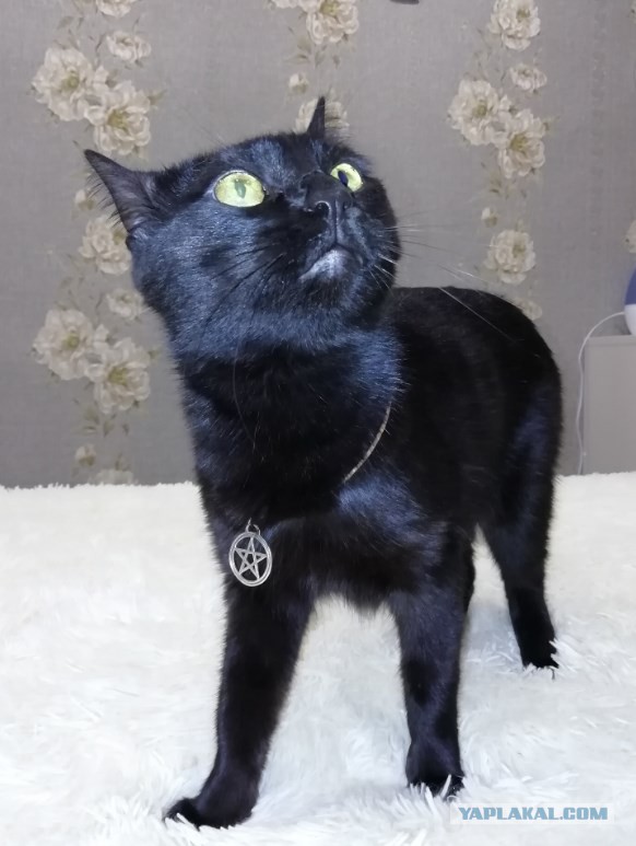 Котовторник 19.02.2019