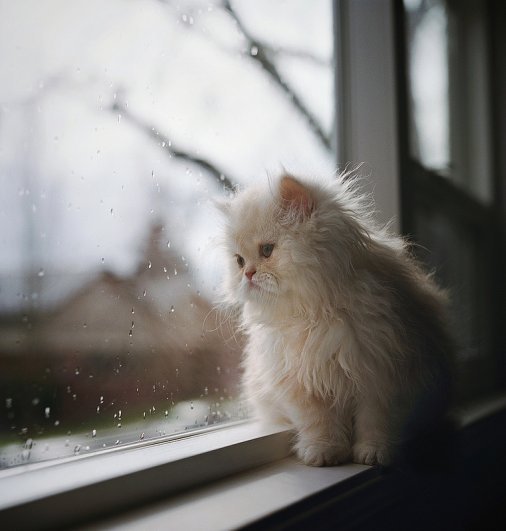 Котовторник! начнем? 04.06.19