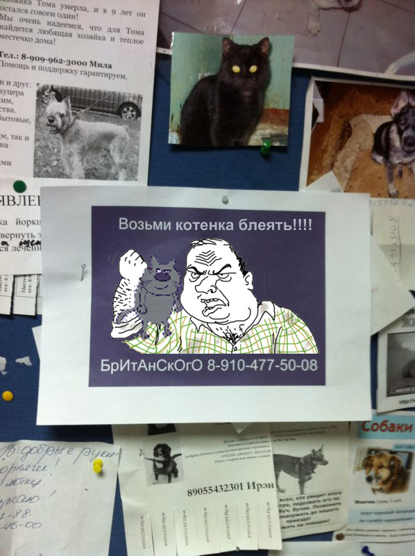 Возьмите котенка!