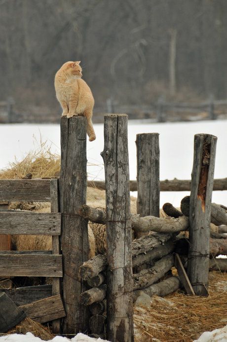 Задорные заборные котэ