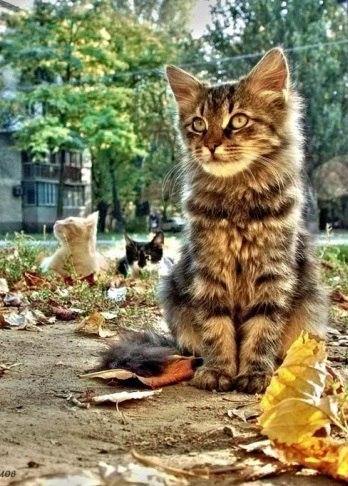 Эти забавные животные