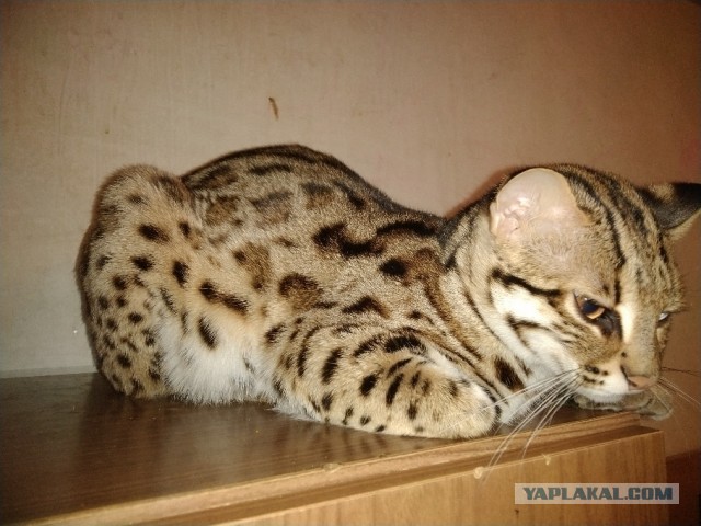 Моя красотка