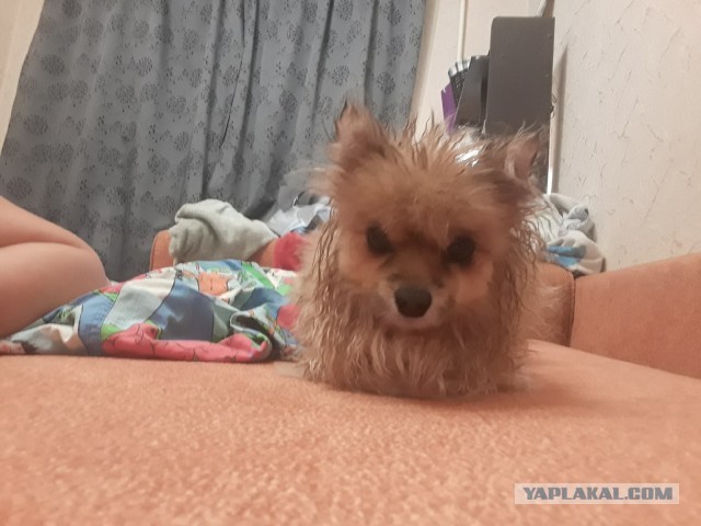 Собакены