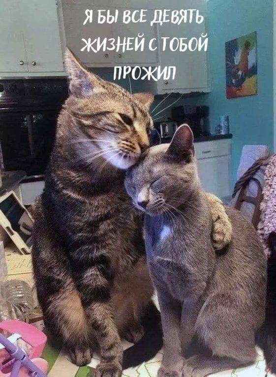 Боян на Бояне...