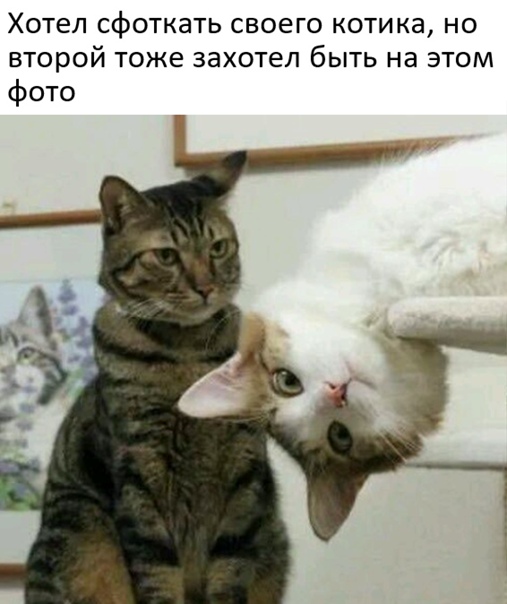 Картинки и мемы для настроения 11.11.2021