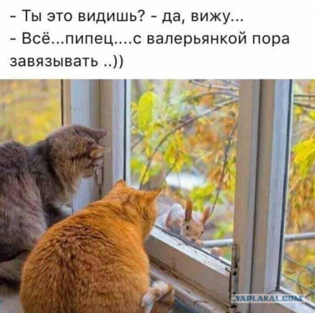 Пожалуйста не надо! Я невкусный!