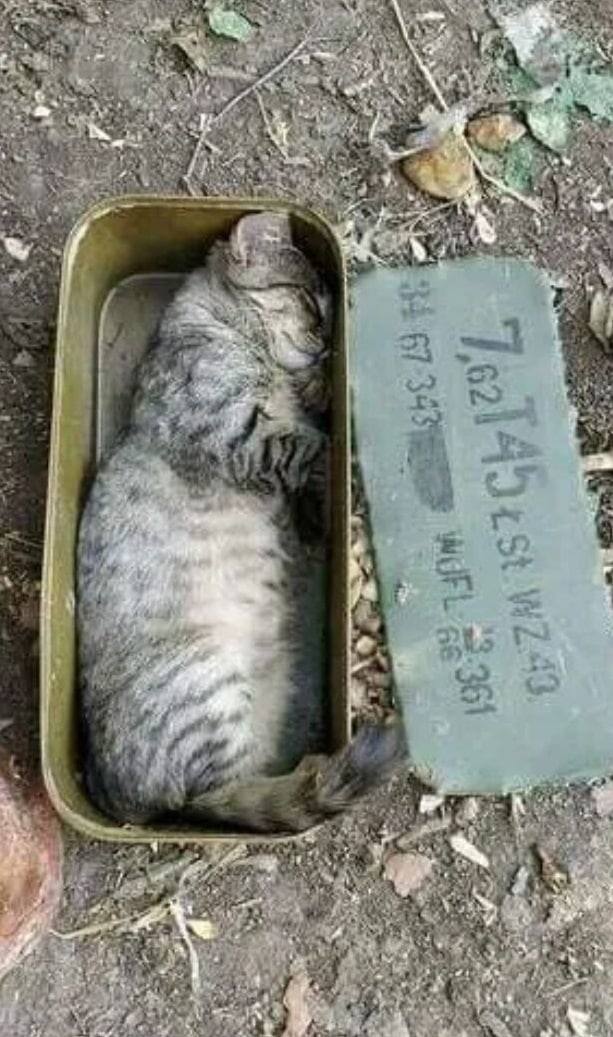 Котята