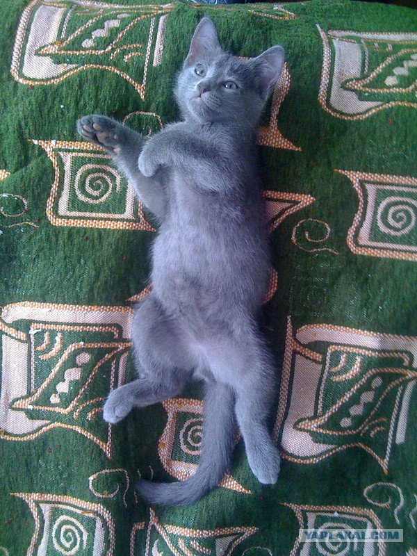 Котовторник 16.04.2013
