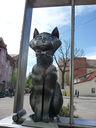 Стамбульские котики