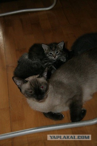 Котовторник 21.05.2013
