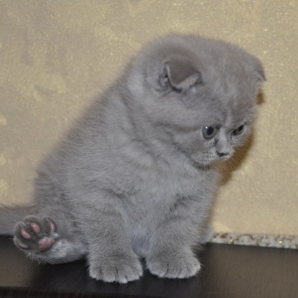 Не бросайте животных...