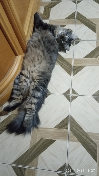 Котовторник 05/11/2024
